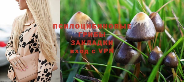 стаф Богданович